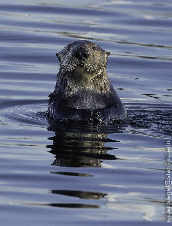 Monterey Bay whale watching